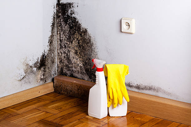Best Industrial Mold Remediation in Howards Grove, WI